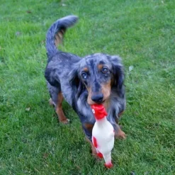 Speeltje Haan met Geluid voor Honden